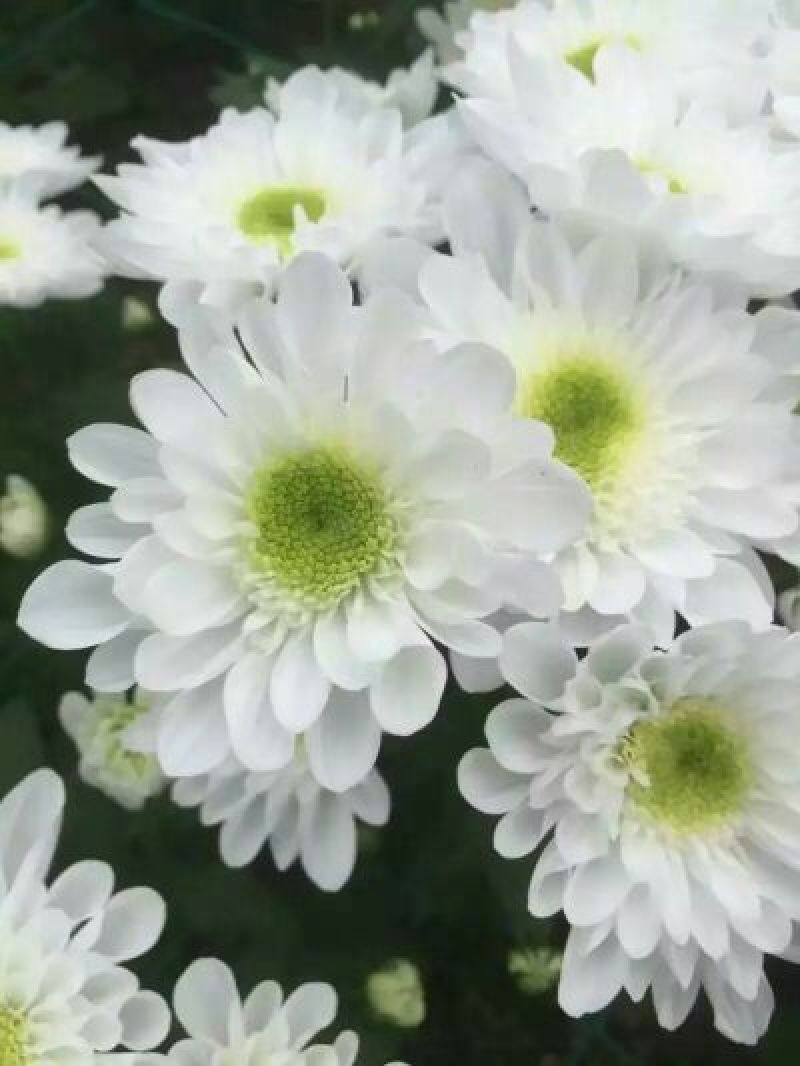 菊花苗各种菊花种苗