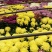 菊花苗各种菊花种苗