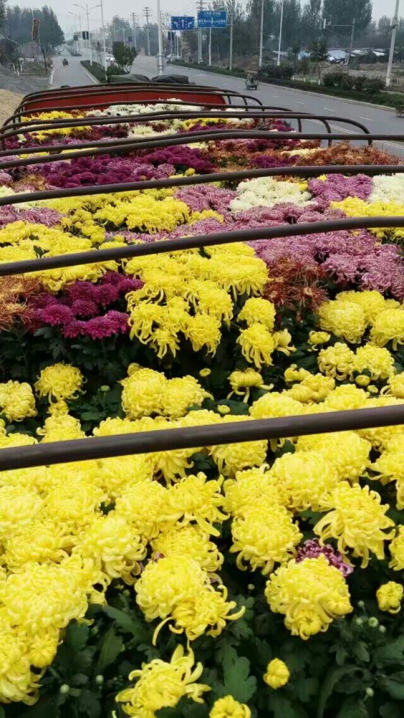 菊花苗各种菊花种苗