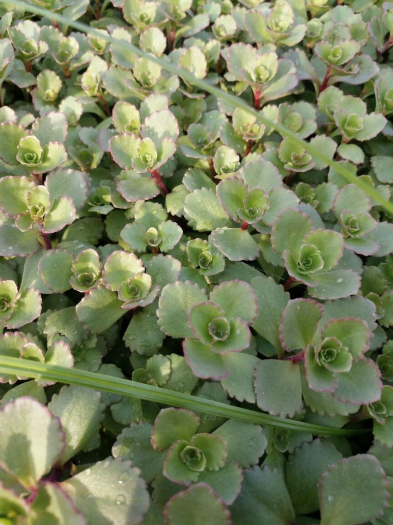菊花苗各种菊花种苗