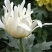 菊花苗各种菊花种苗