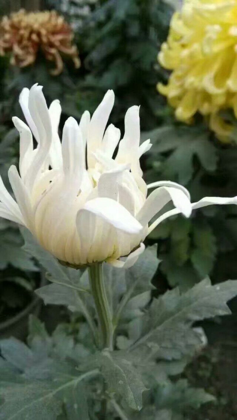 菊花苗各种菊花种苗