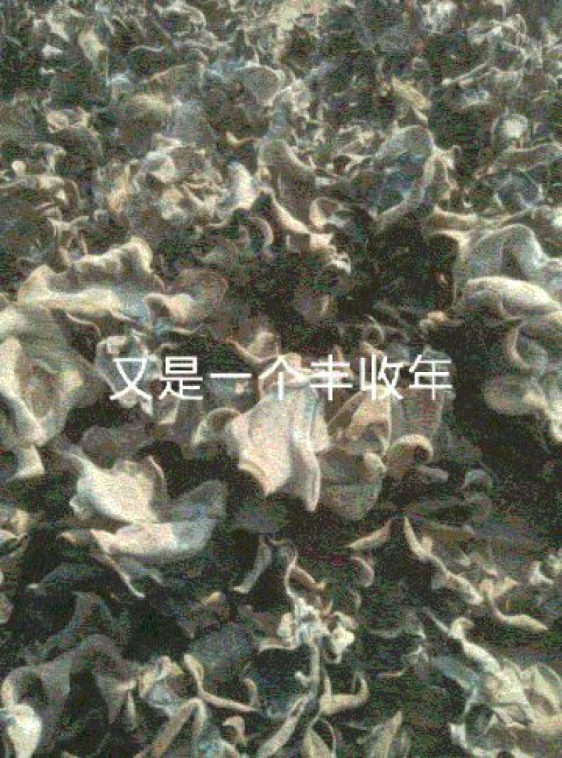 干木耳二级