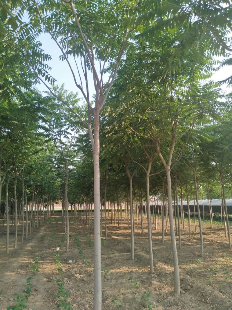 臭椿，千头椿，大量供应各种规格，欢迎新老客户来电咨寻