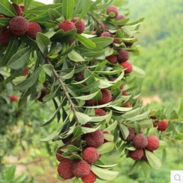 杨梅苗30~50cm