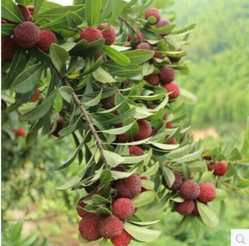 杨梅苗30~50cm