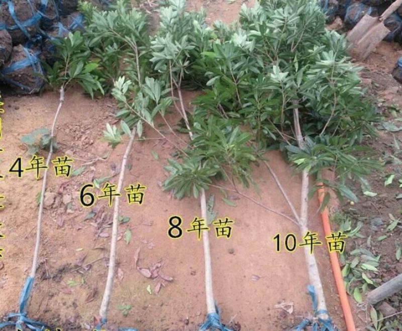 杨梅苗30~50cm