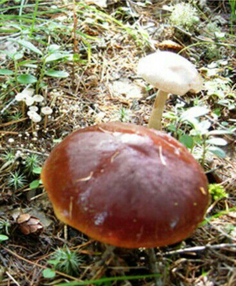 松蘑特级
