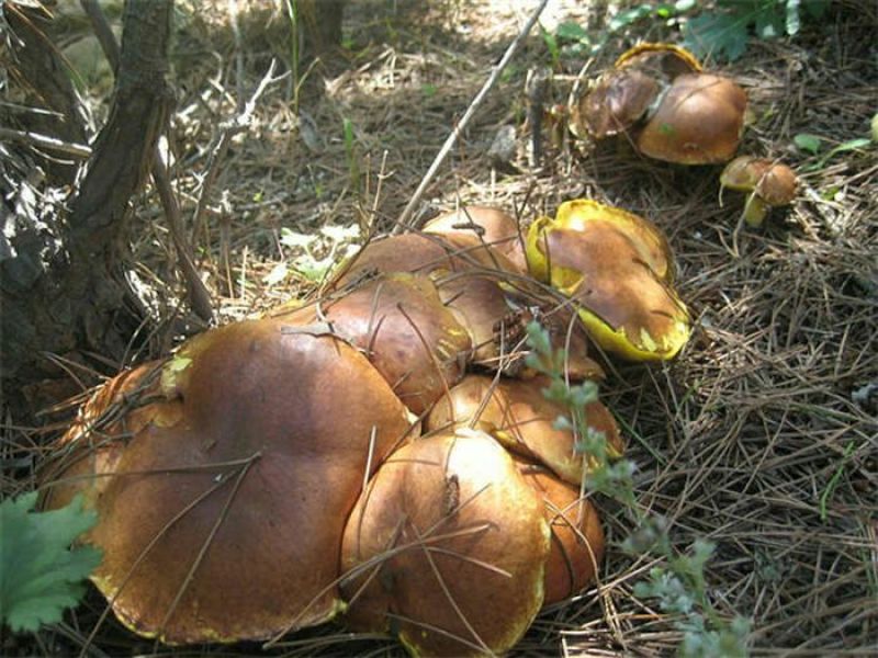 松蘑特级