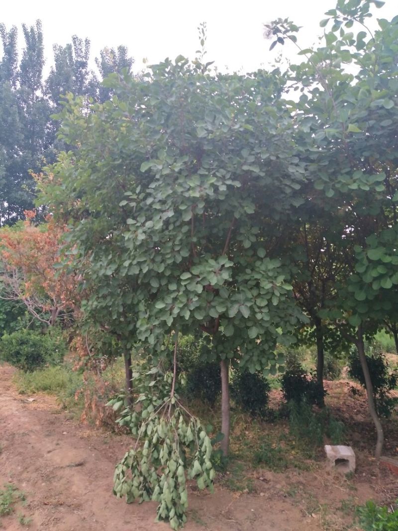 黄栌6~8cm3~3.5m，8-10公分黄栌价格，