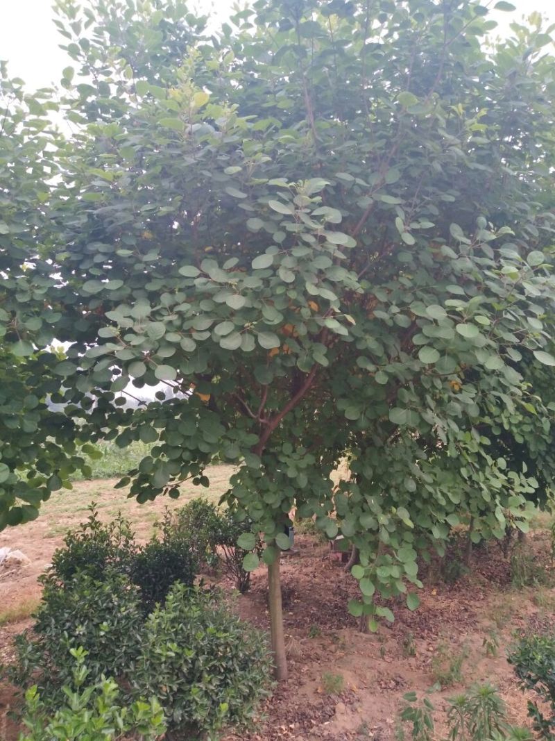 黄栌6~8cm3~3.5m，8-10公分黄栌价格，