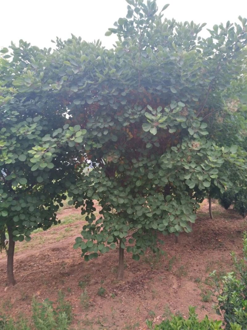 黄栌6~8cm3~3.5m，8-10公分黄栌价格，