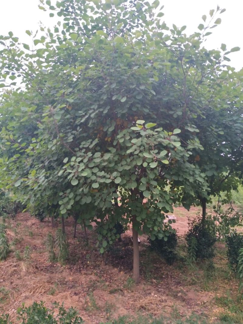 黄栌6~8cm3~3.5m，8-10公分黄栌价格，