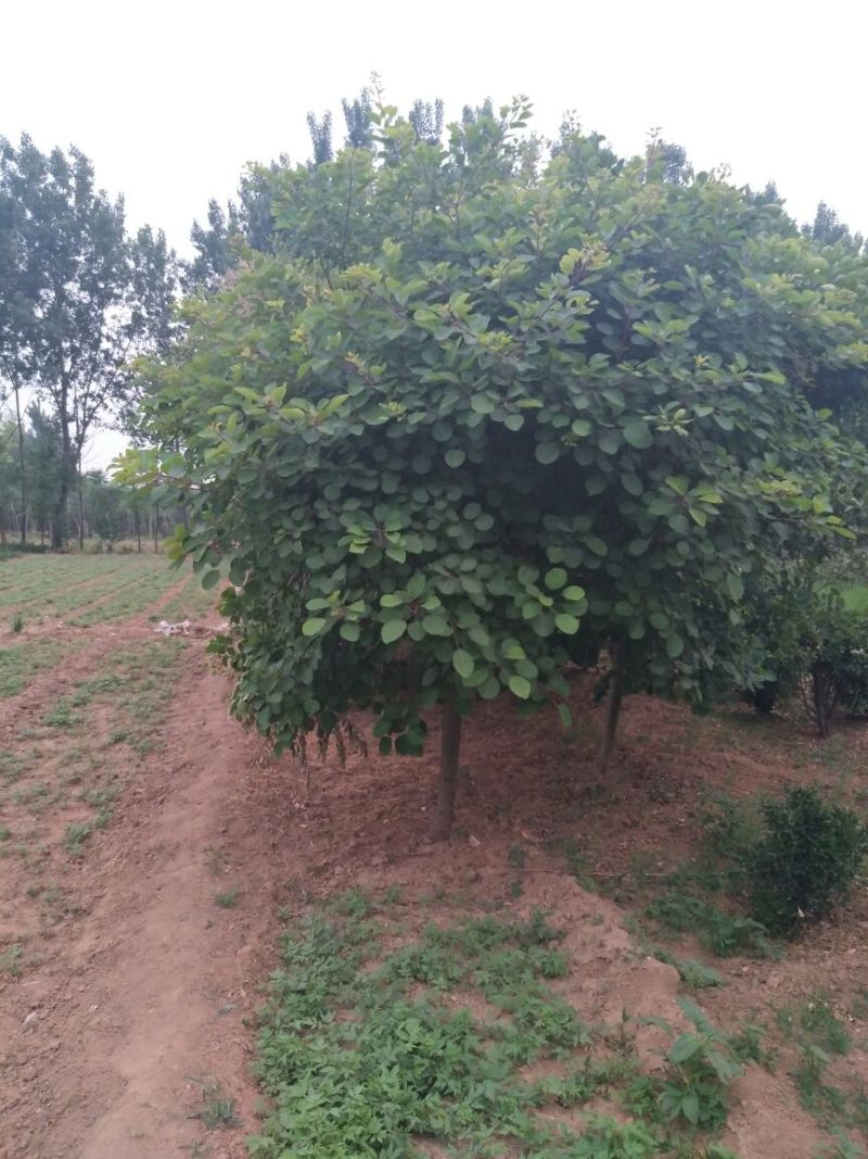黄栌6~8cm3~3.5m，8-10公分黄栌价格，