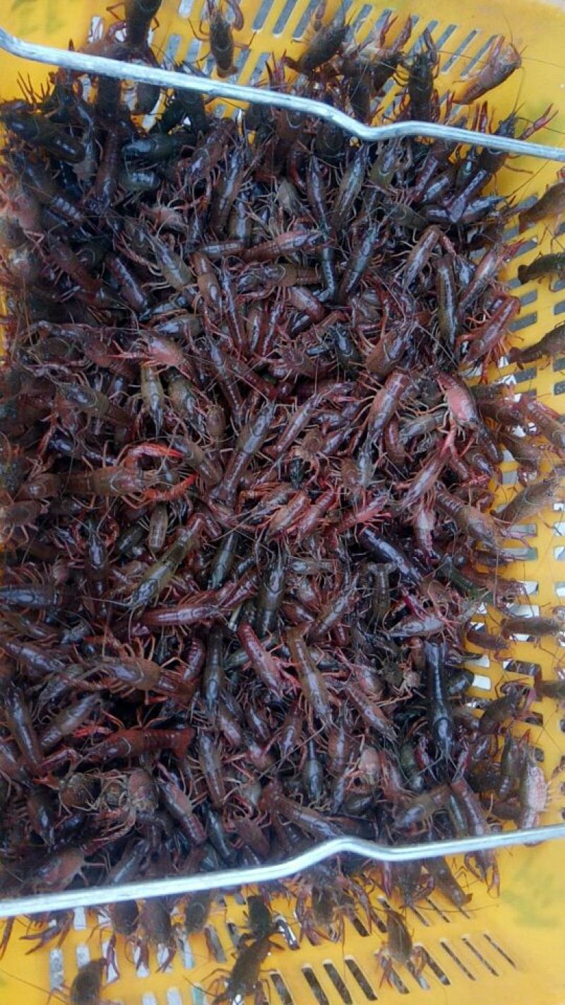 小龙虾食用4~6钱活虾小龙虾主养