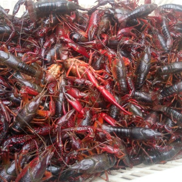 小龙虾食用4~6钱活虾小龙虾主养
