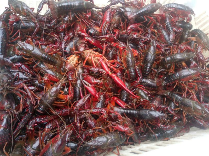 小龙虾食用4~6钱活虾小龙虾主养