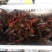 小龙虾食用4~6钱活虾小龙虾主养