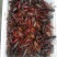 小龙虾食用4~6钱活虾小龙虾主养