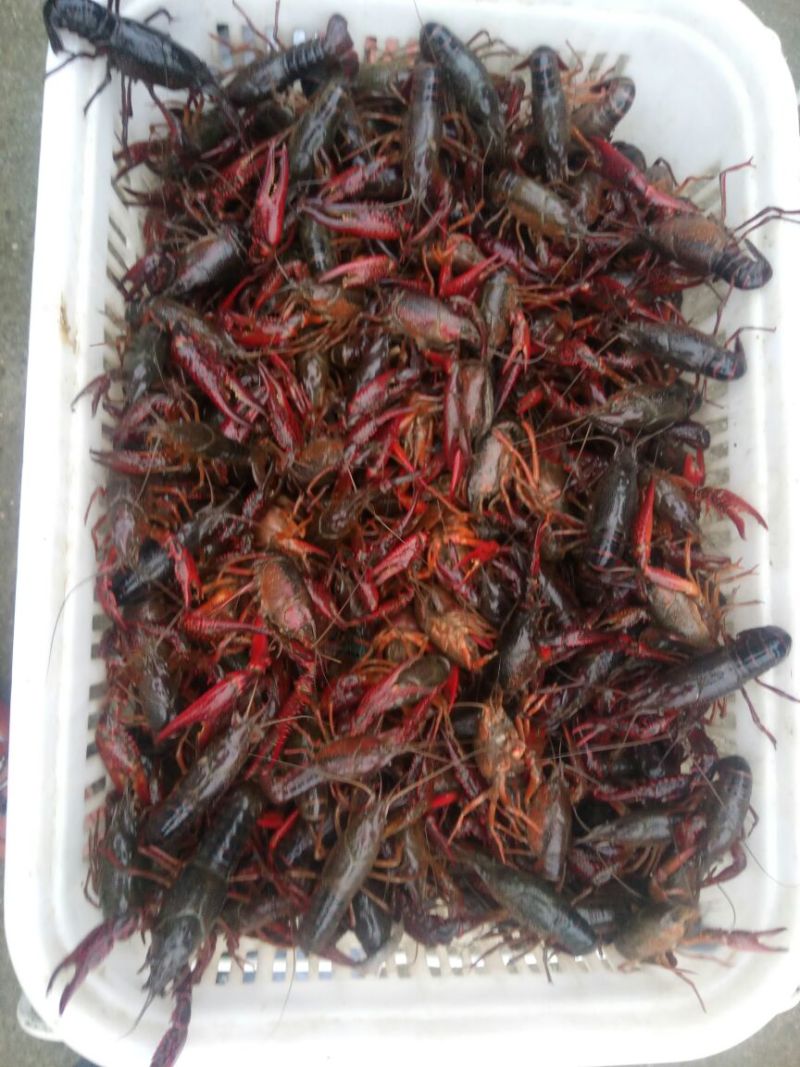 小龙虾食用4~6钱活虾小龙虾主养