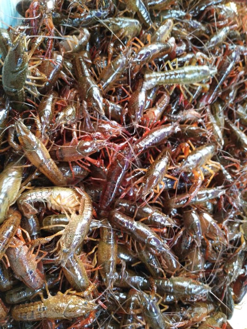 龙虾苗野生食用原塘口虾苗