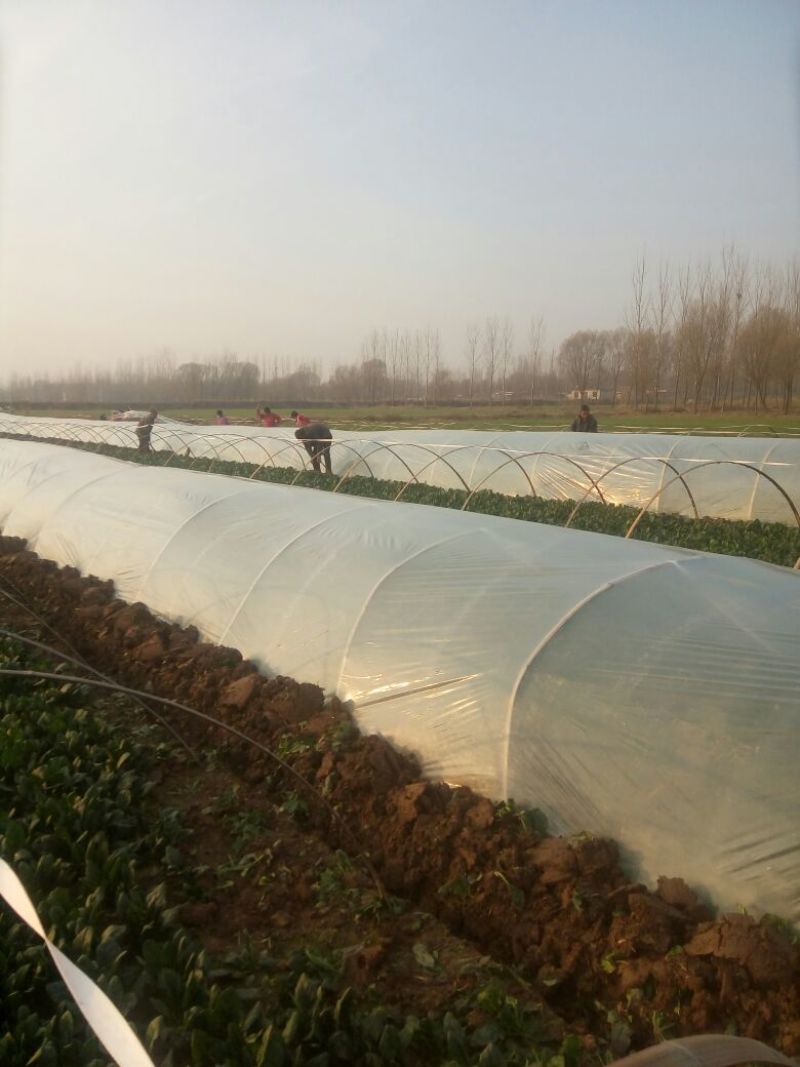 大叶菠菜25~30厘米