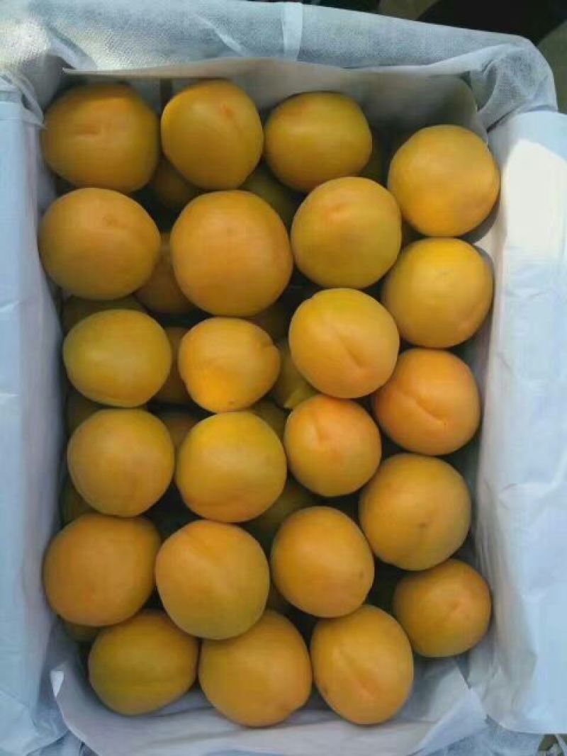 金太阳杏45mm以上