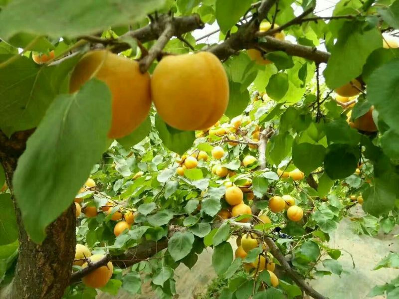 金太阳杏45mm以上