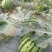 京欣西瓜8斤打底8成熟1茬