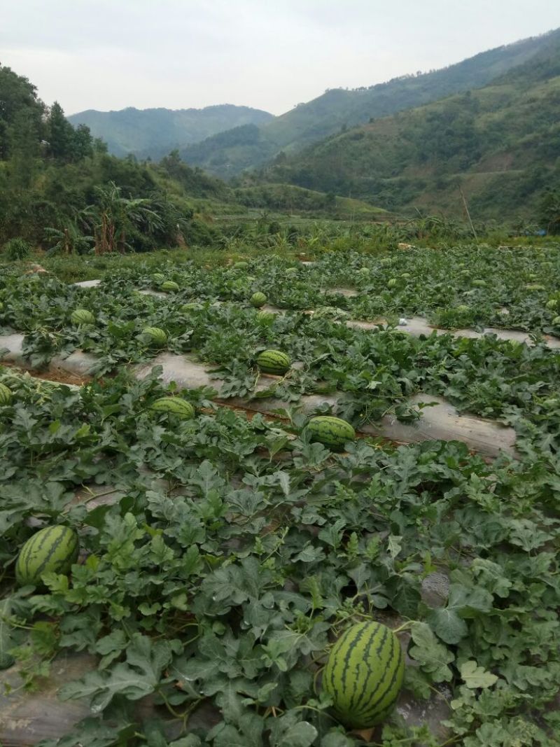 金城5号西瓜10斤打底8成熟1茬
