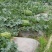 金城5号西瓜10斤打底8成熟1茬