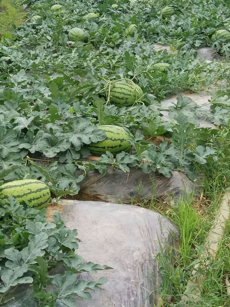 金城5号西瓜10斤打底8成熟1茬