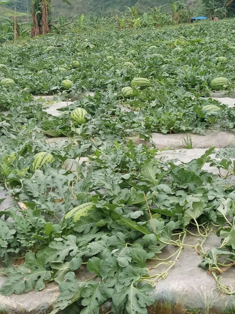 金城5号西瓜10斤打底8成熟1茬