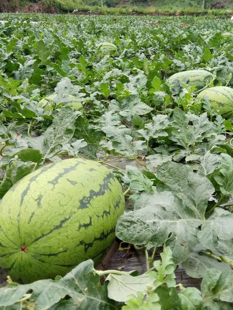 金城5号西瓜10斤打底8成熟1茬