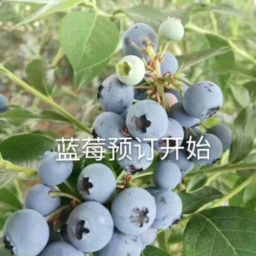 矮丛蓝莓鲜果4~6mm以上