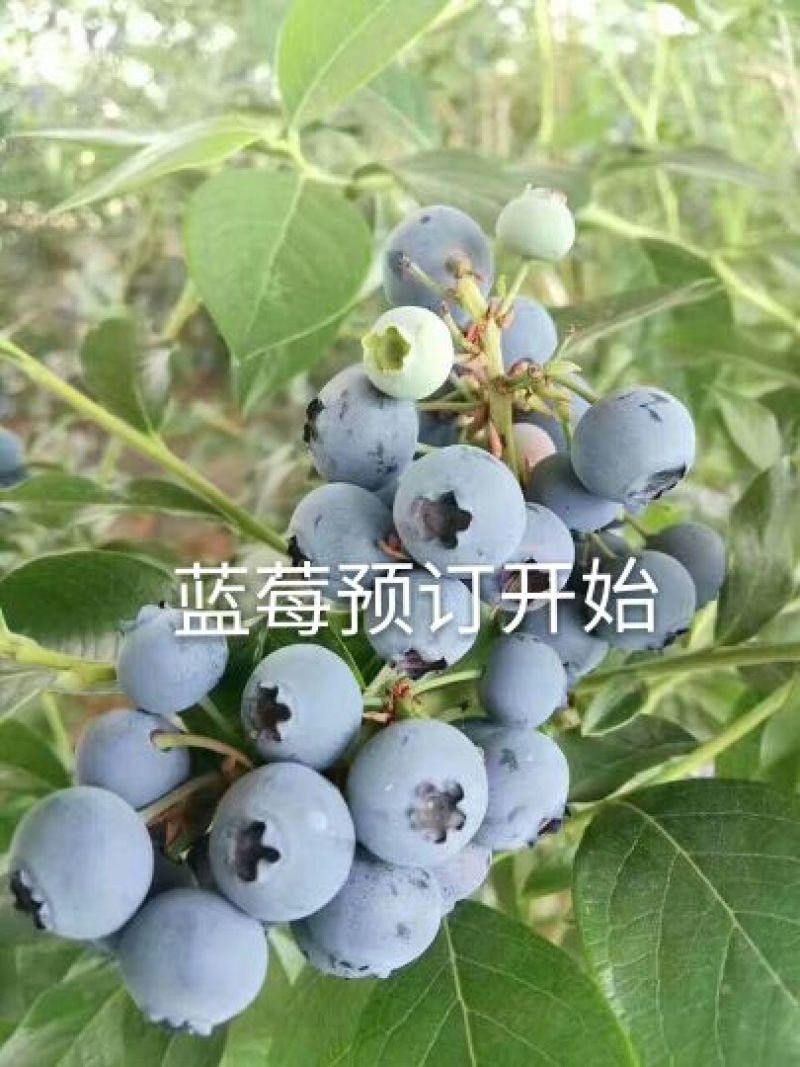 矮丛蓝莓鲜果4~6mm以上