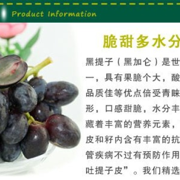 黑加仑苗东北黑加仑1-2年苗