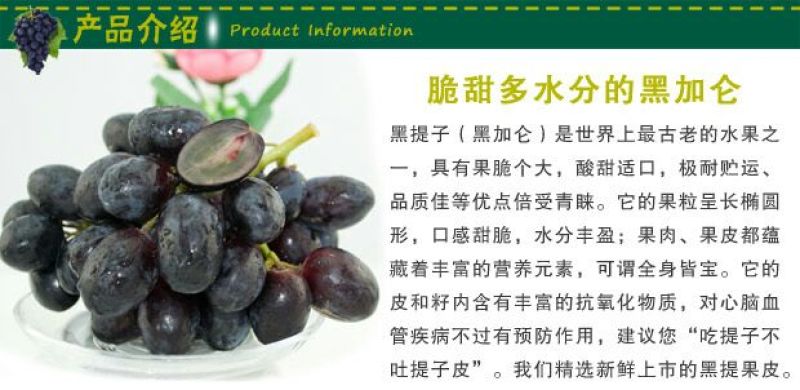 黑加仑苗东北黑加仑1-2年苗