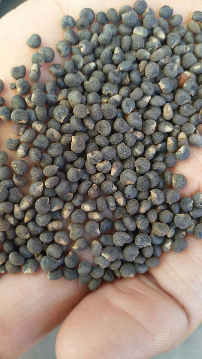 黄蜀葵种子自家种植产地直销一手货源质量有保证