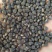 黄蜀葵种子自家种植产地直销一手货源质量有保证