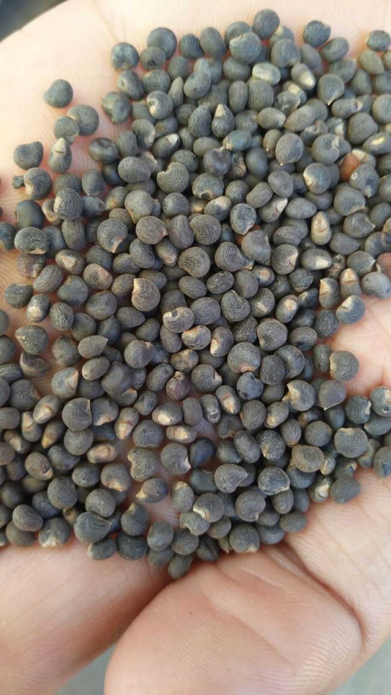 黄蜀葵种子自家种植产地直销一手货源质量有保证