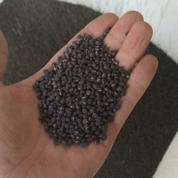 黄蜀葵种子自家种植产地直销一手货源质量有保证