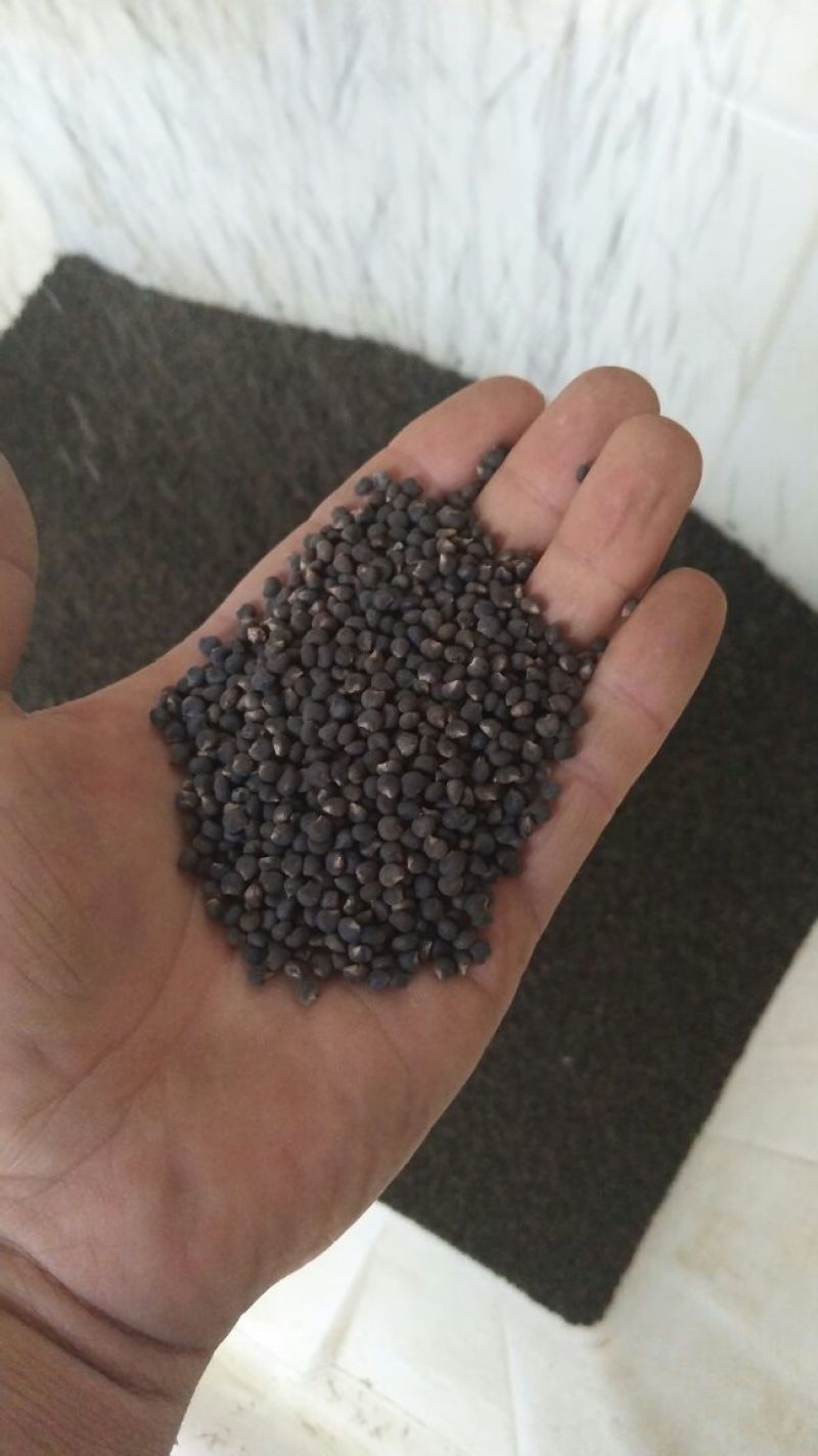 黄蜀葵种子自家种植产地直销一手货源质量有保证