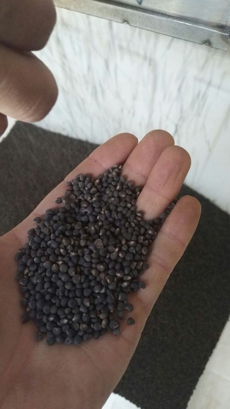 黄蜀葵种子自家种植产地直销一手货源质量有保证