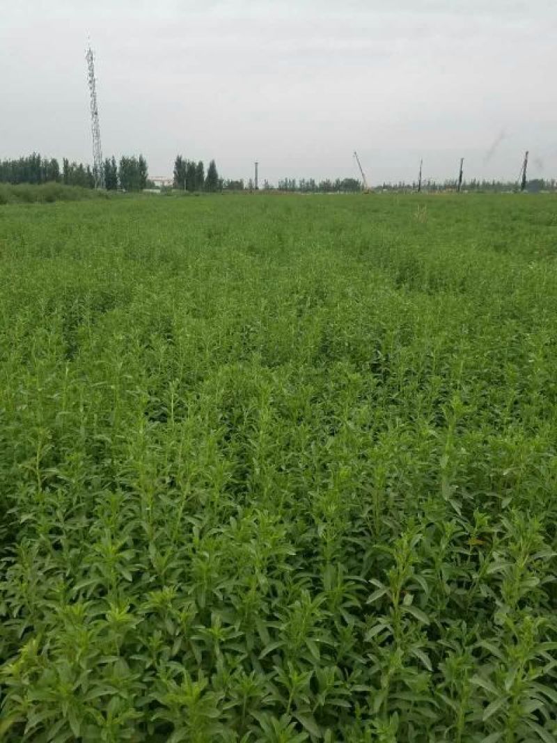 甜叶菊苗子插秧苗子回收产品苗子根系发达非常好