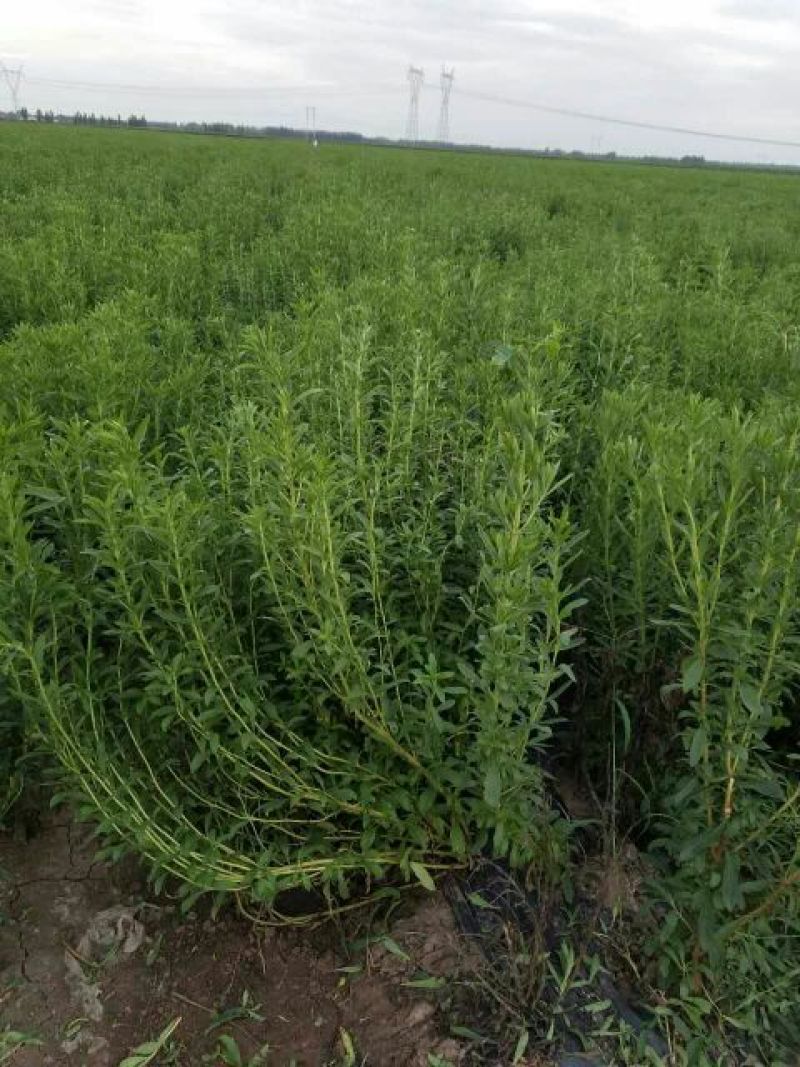甜叶菊苗子插秧苗子回收产品苗子根系发达非常好