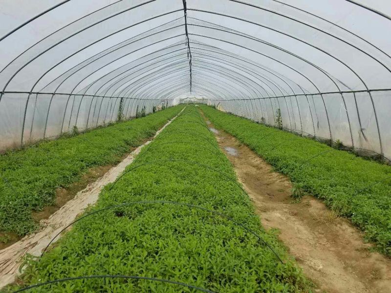 甜叶菊苗子插秧苗子回收产品苗子根系发达非常好