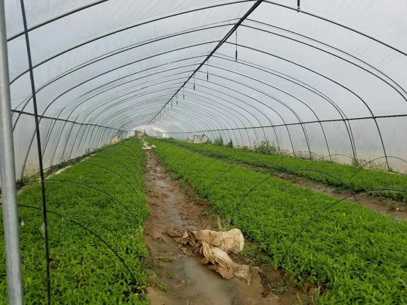 甜叶菊苗子插秧苗子回收产品苗子根系发达非常好