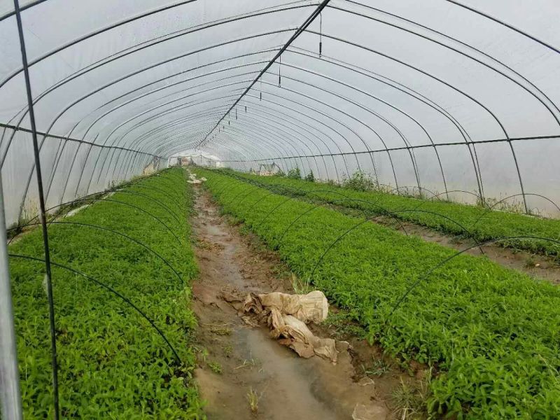 甜叶菊苗子插秧苗子回收产品苗子根系发达非常好