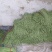长豆角70厘米以上